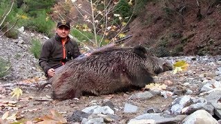 CEO TRUST DOMUZ AVI 3 Wild Boar Hunting