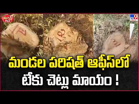 iSmart News | Teak Trees Go Missing in Mandal Office | TV9