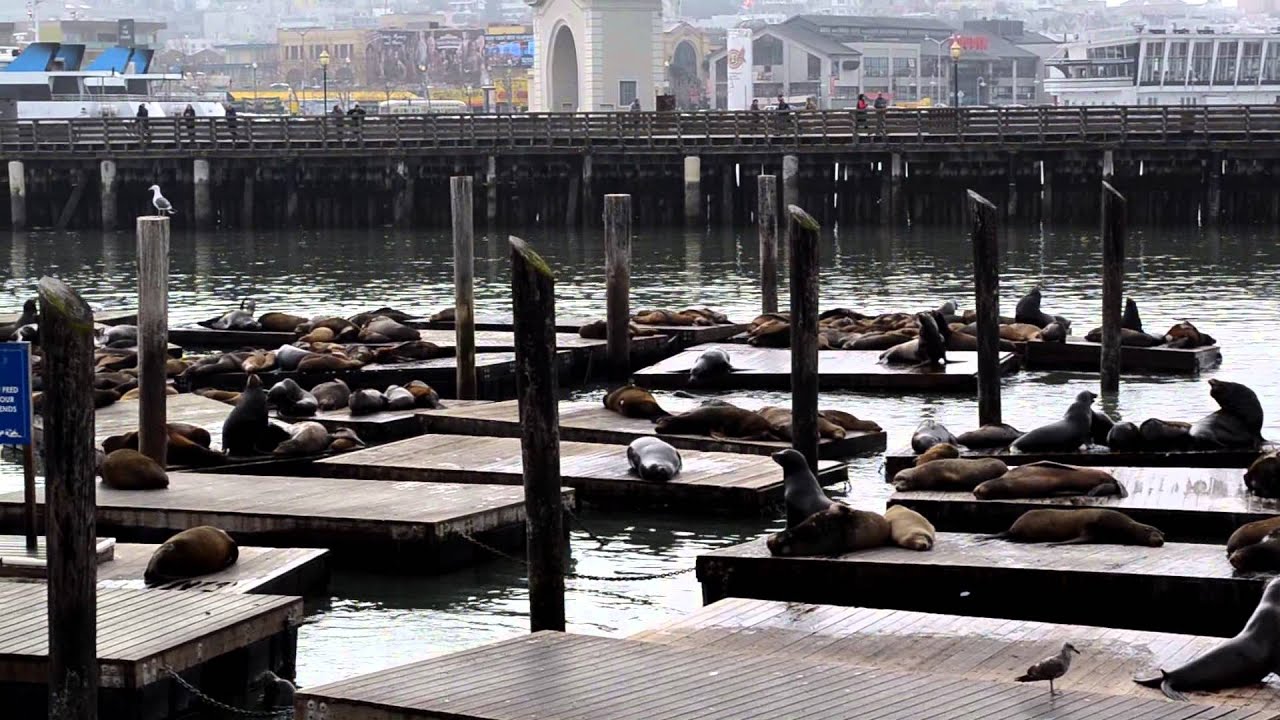 Sea Lions, Fisherman's Wharf YouTube