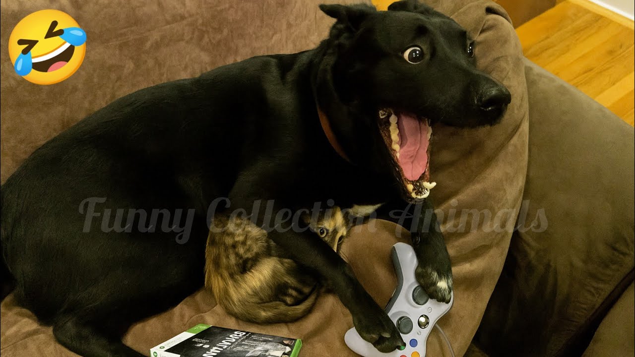 Try Not To Laugh 🤣 | Best Funny Animal Videos🐕🐈2025 