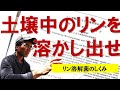 リン溶解菌の活用研究 マイコス・糸状菌・菌ちゃん農法・BLOF理論も