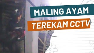 Maling ayam terekam CCTV