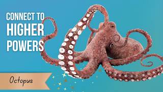 Octopus Spirit Animal Not Explaining Yourself Is Your Real Power