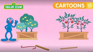 Learn about width | Math Adventures | Takalani Cartoons