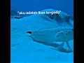 Ikan:aku adalah ikan lengeda #meme #shorts #fypシ゚ #like