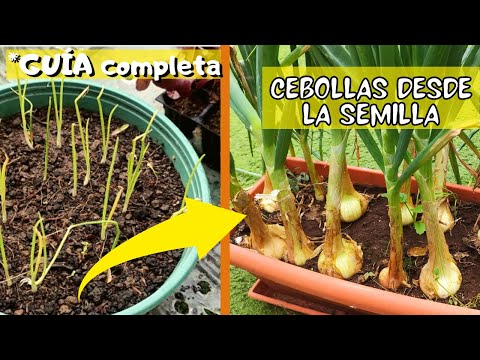 Video: A partir de semillas de cebolla: cómo cultivar cebollas a partir de semillas