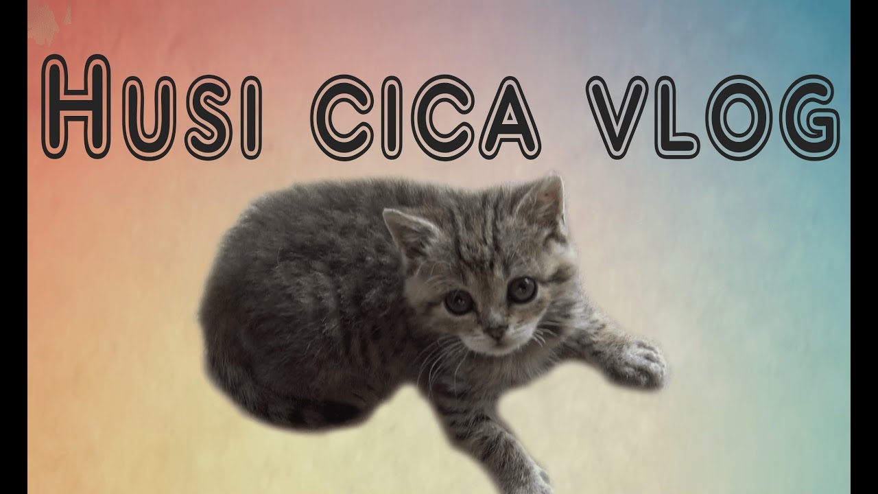HUSI CICA VLOG - Megőrült a macska!
