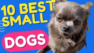 10 Most Popular Small Dog Breeds