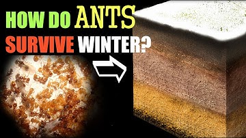 How Ants Survive the Winter