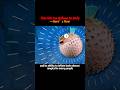 This fish can balloon its body-here’s how#knowledge #usa #science #fyp #shorts
