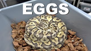 Famous Mama Snake Protecting Her Eggs !! Putting Clutch Away Wealth