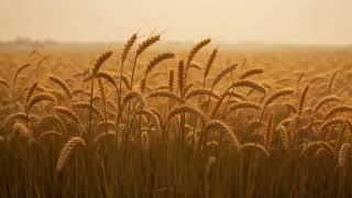 Intermezzo of the Soul 🍂🎻 Late Romantic Music | Hungarian Dances, Requiem & Song of Destiny