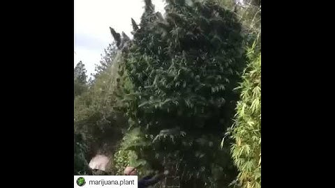 Massive Cannabis Plant!