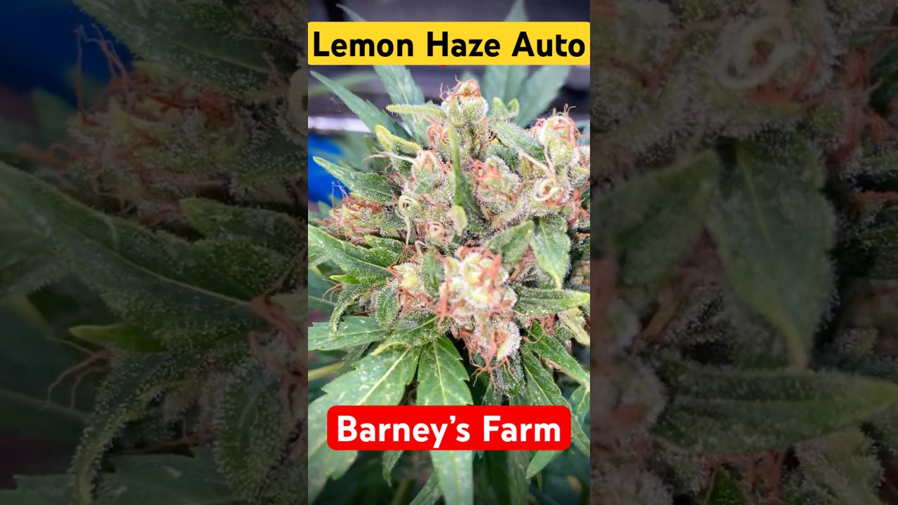 Lemon Haze Auto - Barneys Farm 