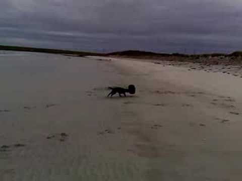 Roly Being A Tit On The Beach - YouTube