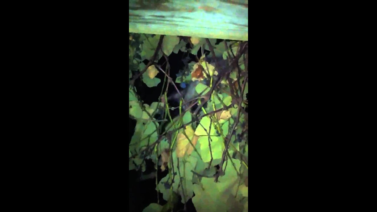 possum eating grapes? YouTube