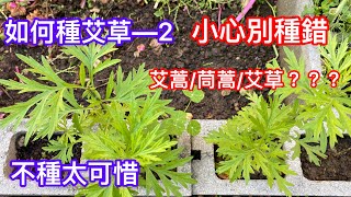 【如何種艾草—2】【如何區分艾草/艾蒿/茼蒿】對抗病毒的特效藥【驅蚊避邪】 不種太可惜 How to grow Artemisia argyi and wormwood