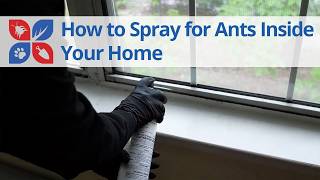 How to Spray for Ants Indoors