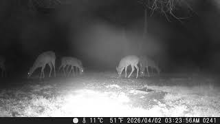 Archive Files of Trail Camera Compilation 20260901 H