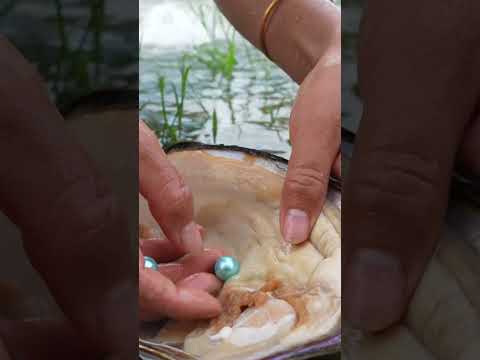 Video: Upes gliemene (Dreissena polymorpha): apraksts, biotopa apstākļi un loma ekosistēmā