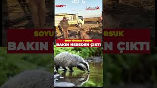 Muğla Ovasında Su Ihtiyacını Karşılamak Için Açılan Bir Kuyunun Içinden Porsuk Çıktı