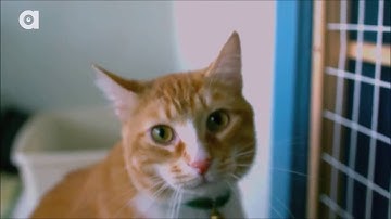 Cat Spraying No More Review, How Do I Stop My Cat From Spraying Indoors, Outside