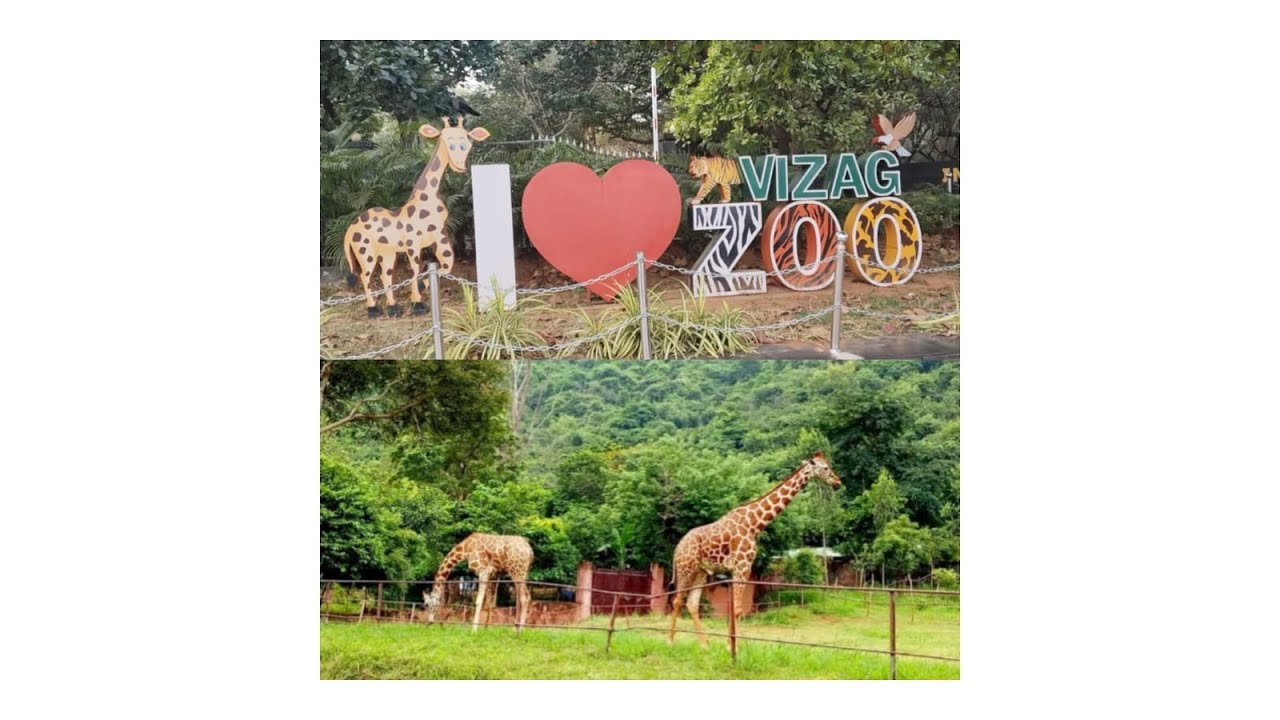 🐯 Wild Wonders of Vizag – Indira Gandhi Zoological Park 🌿I💗Vizag Zoo full video 
