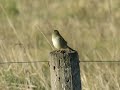 Verdón - Embernagra platensis