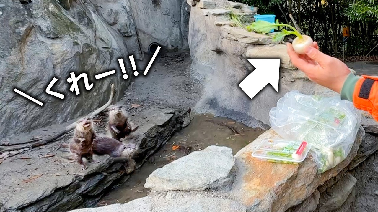 コツメカワウソたちの必死のおねだりが可愛すぎたので七草をあげてみたら…