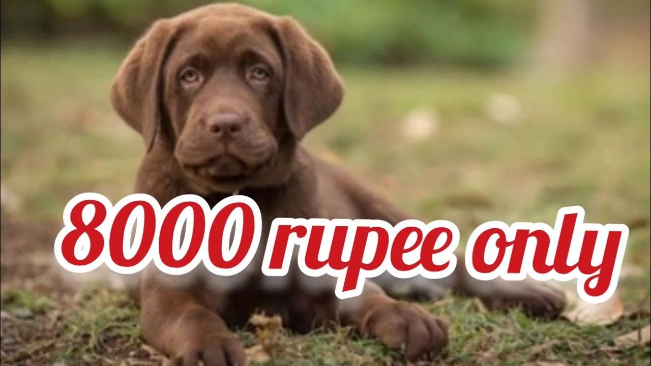 Labrador retriever puppy for saleSold out Hyderabad dog market in