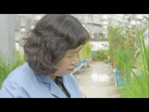 Celestial seeds of hope: China's science trailblazer grows rice in ...