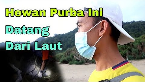 Menakjubkan!! Hewan Purba ini Datang dari Laut Untuk Bertelur di Pantai Sukamade Meru Betiri