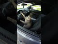 Cat Pulled Over For Driving!