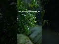 Bamboo Forest Rain Ambience to Reset Your Mind #shorts
