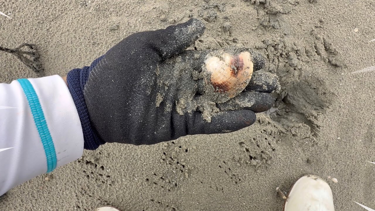 2025.8.10 真夏の潮干狩り調査🐚✨