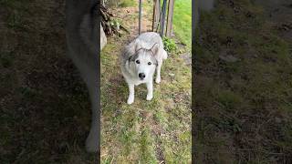 Adorable Siberian Husky Being Way Too Cute😫❤️ #dog #dogs #husky #cutepuppy #dogshorts