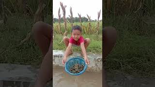 Cari besusul / Tutut sawah untuk dimasak #shorts