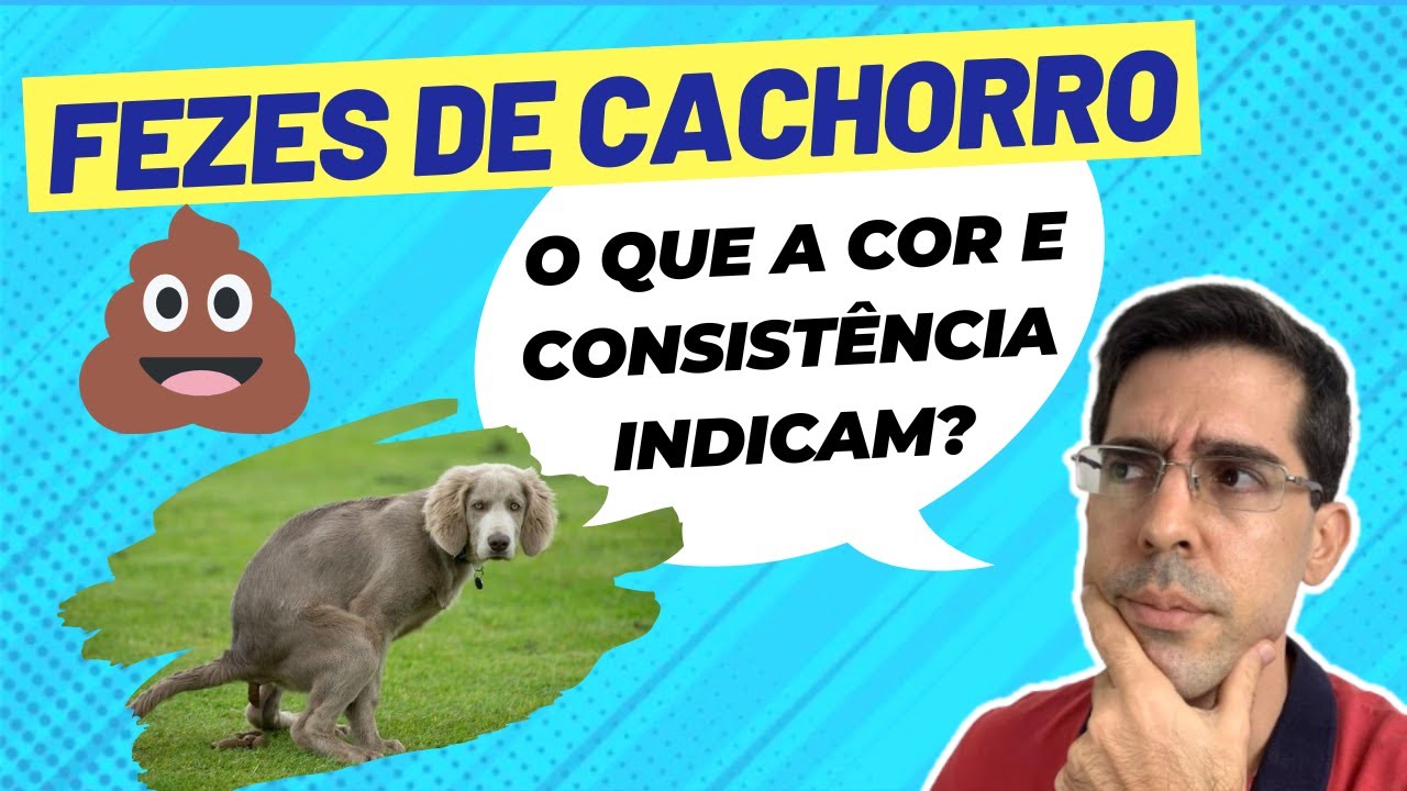 FEZES DE CACHORRO: O que a COR e a CONSISTÊNCIA do cocô de cachorro indicam?