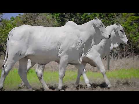 LOTE 48   IMPR79   IMPR91 zap