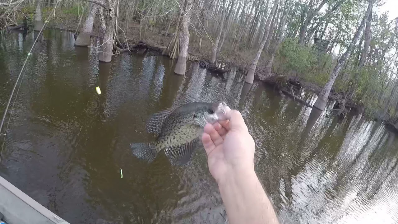 Evening crappie (Sacalait) fishing trip in south Louisiana
