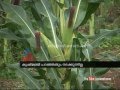 Horticorp's dark side: Kanthalloor farmers