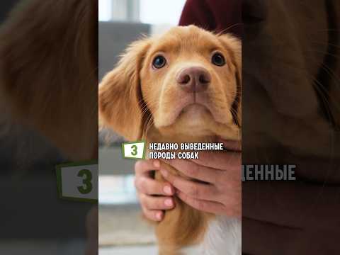 3 недавно выведенные породы собак – Часть 2. #shorts #собаки #новыепородысобак