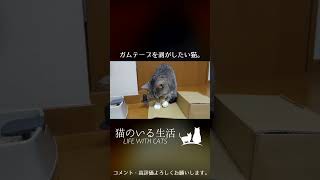 ガムテープを剥がしたい猫。 #Shorts