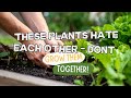 Never Plant These Vegetables Next to Each Other