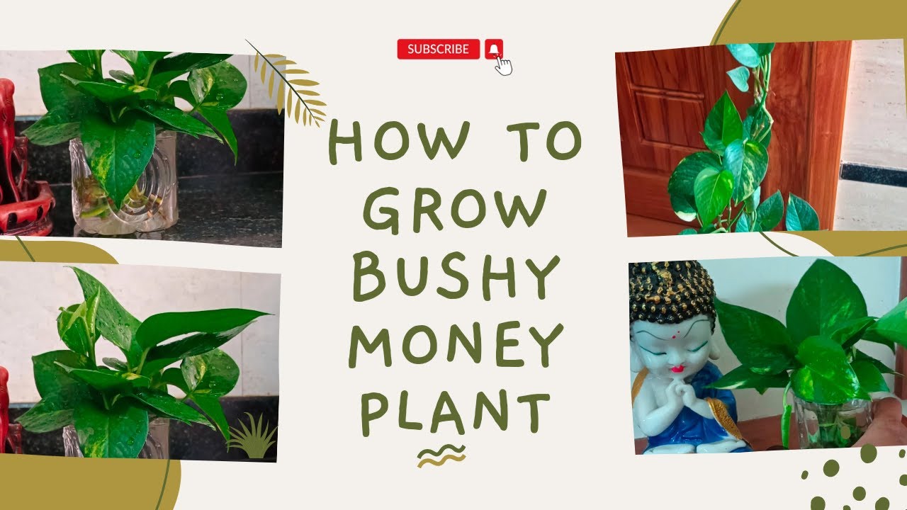 how-to-grow-bushy-money-plant-youtube