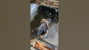 discovered a giant python hunting pigs p2