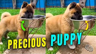 Precious Pupy Drinking on Its Own from a Bowl