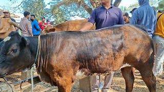 10.500✅️CALON INDUKAN BELGIAN BLUE‼️spek istimewa ||pasar sapi jatirogo