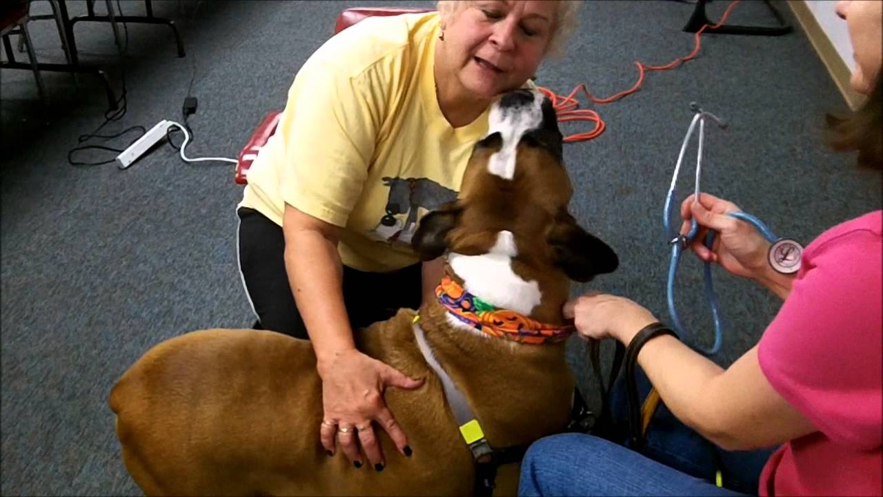 CART First Aid Training Heartbeat pulse gums YouTube