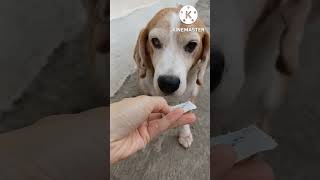 Noel The Beagle Hates Deworming